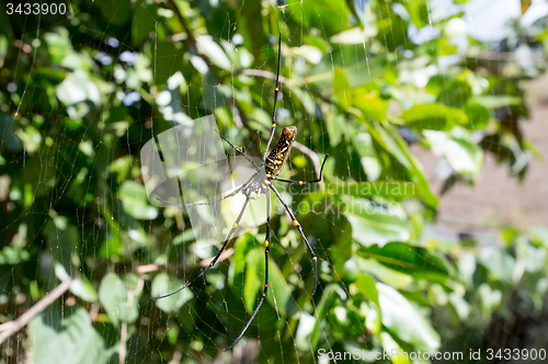 Image of Nephila pilipes, big spider, Bali, Indonesia