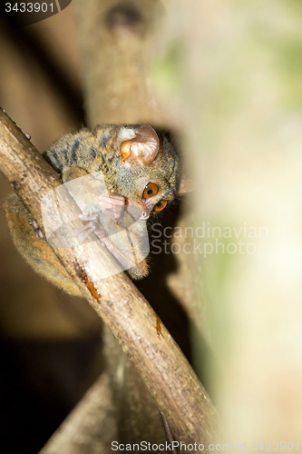 Image of Tarsius spectrum,Tangkoko National Park, Sulawesi