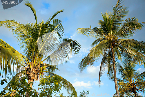 Image of coco-palm tree against blue sky