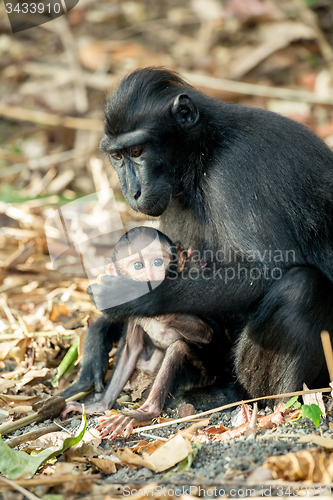 Image of portrait of Celebes crested macaque, Sulawesi, Indonesia