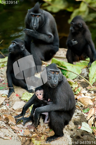 Image of portrait of Celebes crested macaque, Sulawesi, Indonesia