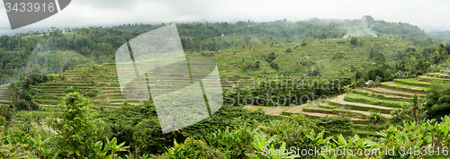Image of Rice terraced paddy fields in central Bali, Indonesia