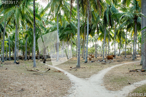 Image of indonesia countryside with cattle