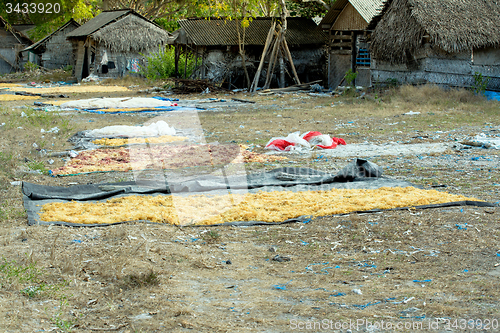 Image of Seaweed farmed along the coast of Nusa Penida