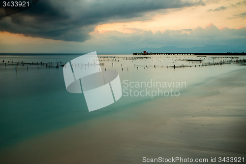 Image of Plantations of seaweed, Algae at low tide