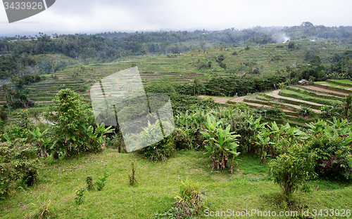 Image of Rice terraced paddy fields in central Bali, Indonesia