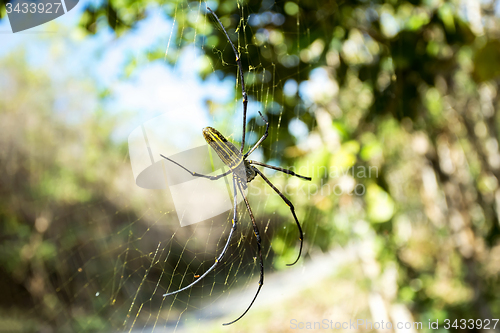 Image of Nephila pilipes, big spider, Bali, Indonesia