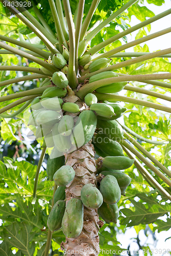Image of Green papaya on the tree, Bali Indonesia