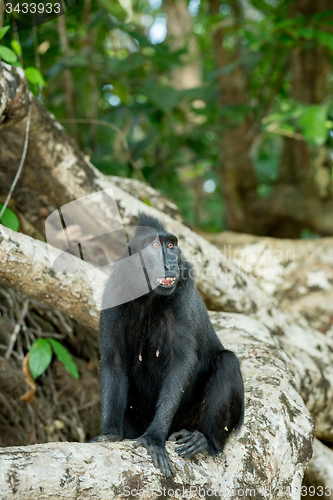 Image of portrait of Celebes crested macaque, Sulawesi, Indonesia