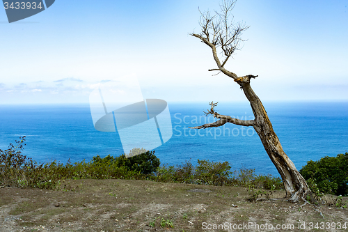 Image of dead tree at Bali Manta Point Diving place at Nusa Penida island