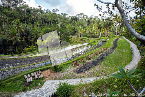 Image of Rice terraced paddy fields in Gunung Kawi, Bali, Indonesia