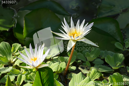 Image of white water lily