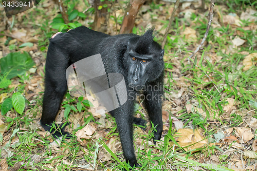 Image of portrait of Celebes crested macaque, Sulawesi, Indonesia