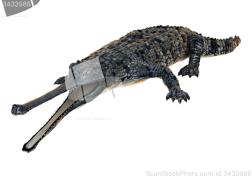 Image of Gharial