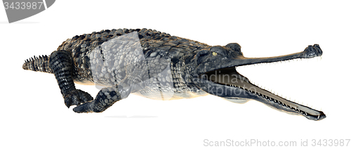 Image of Gharial