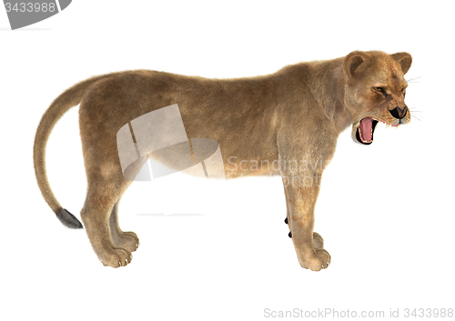 Image of Female Lion