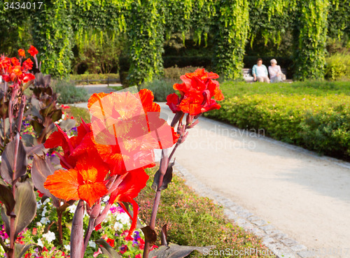 Image of Senior adies in garden