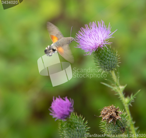 Image of Hummingbird hawk-moth