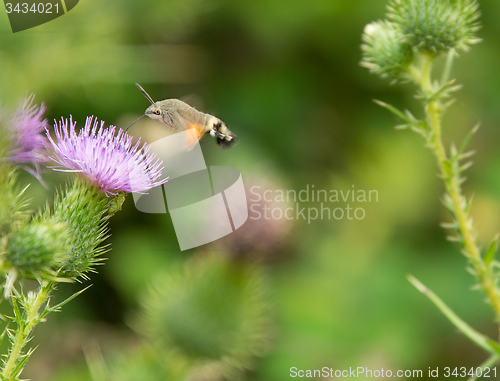 Image of Hummingbird hawk-moth