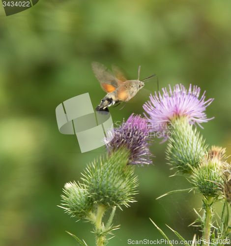 Image of Hummingbird hawk-moth