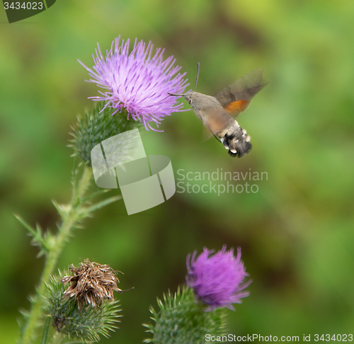 Image of Hummingbird hawk-moth