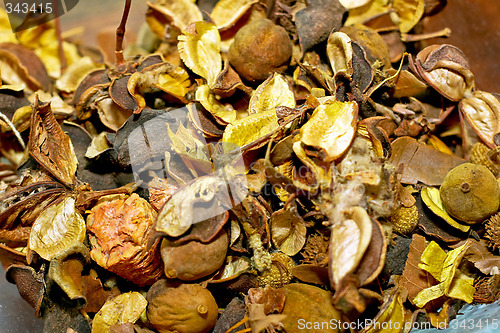 Image of Dried decoration