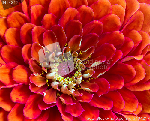 Image of Orange blossom