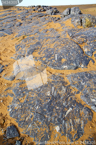 Image of  old fossil in  the desert of morocco sahara and rock  