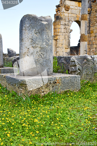 Image of volubilis in morocco africa yellow flower monument and site