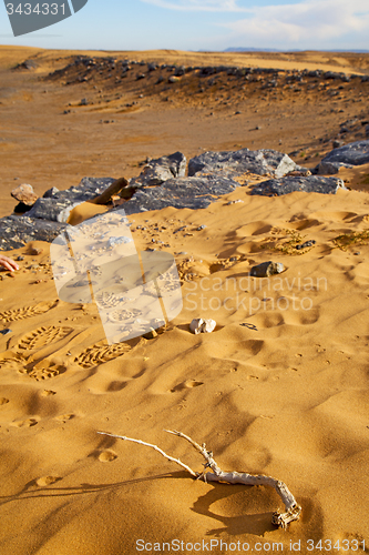 Image of  old fossil in  the desert of morocco footstep