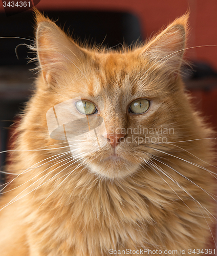 Image of Maine Coon cat