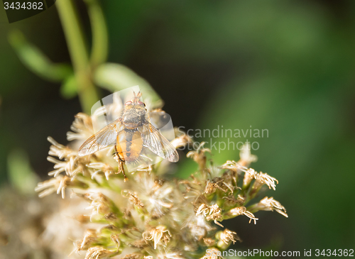 Image of Hoverfly on flower head