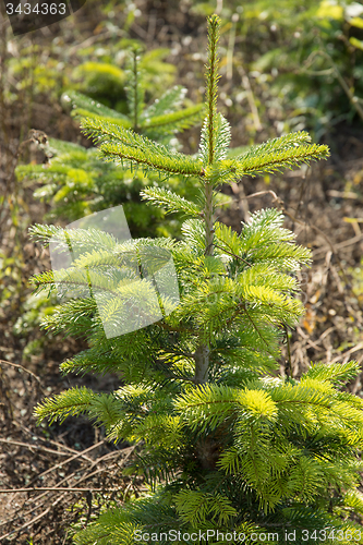 Image of young fir tree