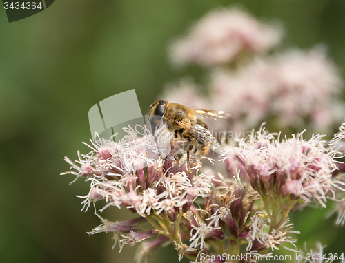 Image of Hoverfly on flower head