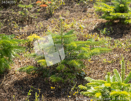 Image of young fir trees