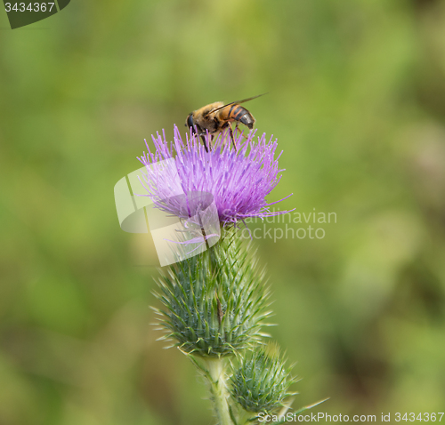 Image of Hoverfly on thistle flower