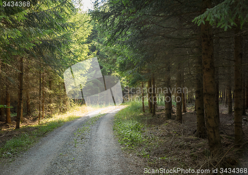 Image of idyllic forest track