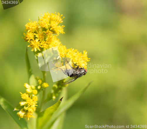 Image of Flesh fly on yellow flower