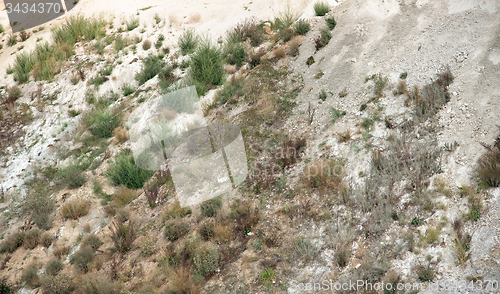 Image of overgrown hillslope