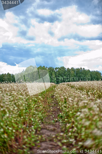 Image of Buckwheat field and road