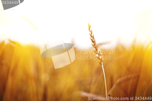 Image of wheat field