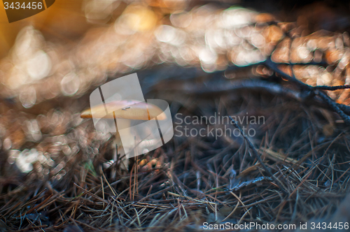 Image of Forest mushroom.