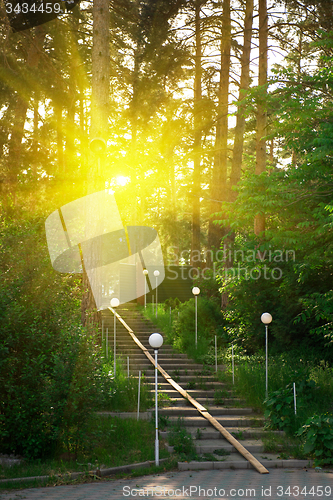Image of Forest