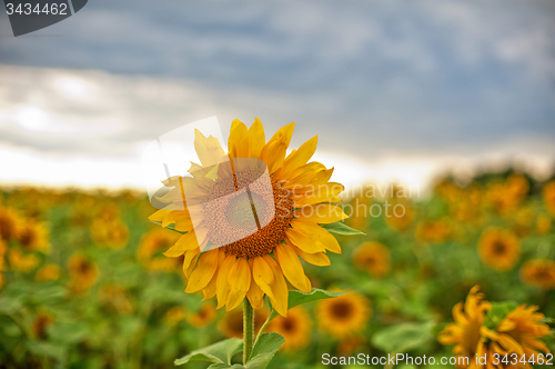 Image of sunflowers