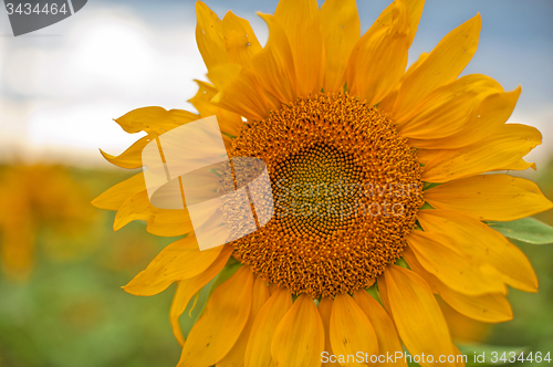 Image of sunflowers