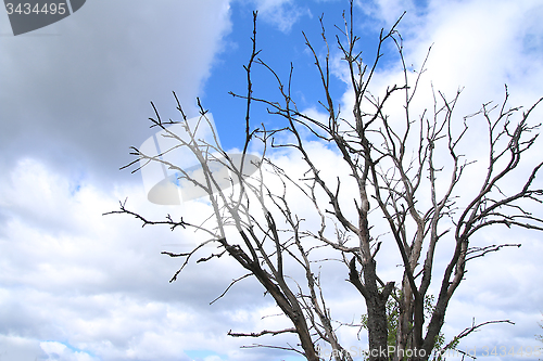 Image of Tree Against the Sky