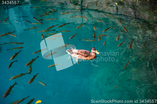 Image of Duck and fishes in water of Plitvice Lakes, Croatia