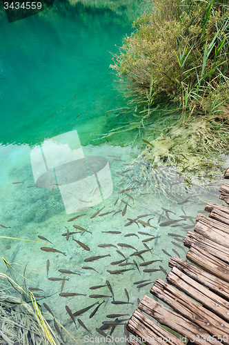 Image of Fishes in clear water of Plitvice Lakes, Croatia