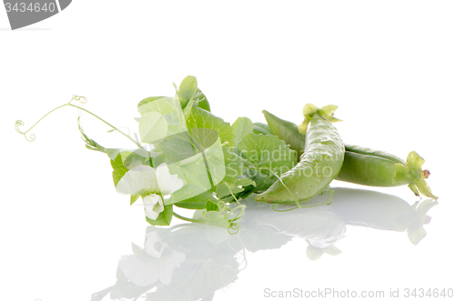 Image of Fresh green pea pod