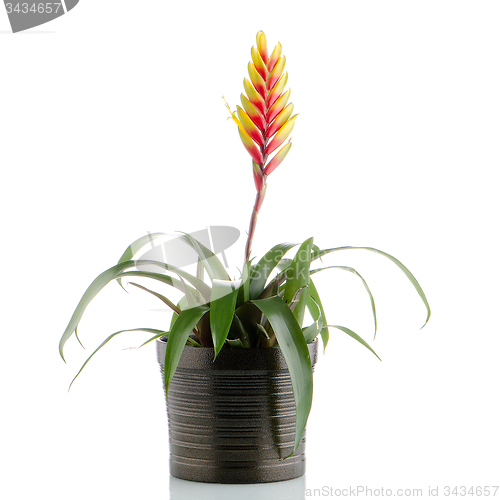 Image of Bromelia Flower